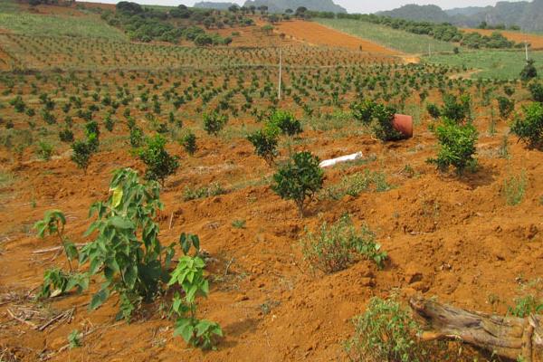 柑桔高產栽培技術