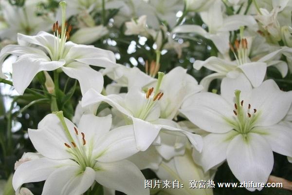 2018種百合花賺錢嗎？百合花種植的利潤與投資成本及前景預測