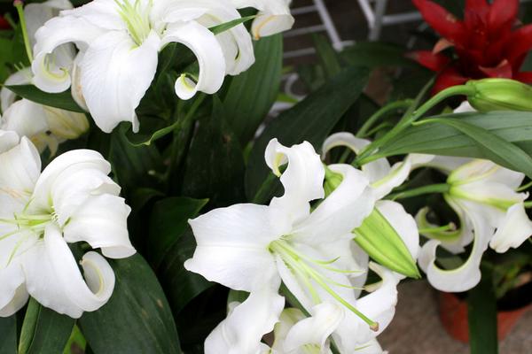 2018種百合花賺錢嗎？百合花種植的利潤與投資成本及前景預測