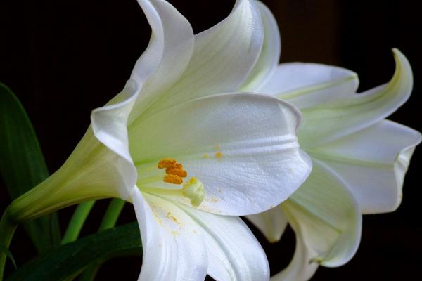 2018種百合花賺錢嗎？百合花種植的利潤與投資成本及前景預測