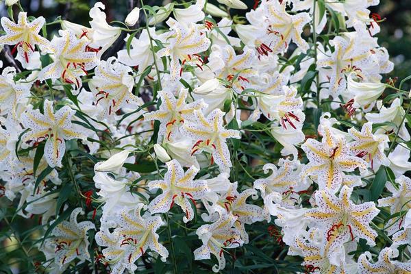 2018種百合花賺錢嗎？百合花種植的利潤與投資成本及前景預測