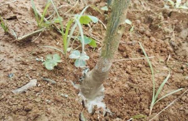 柑桔高產栽培技術