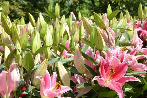 2018種百合花賺錢嗎？百合花種植的利潤與投資成本及前景預測