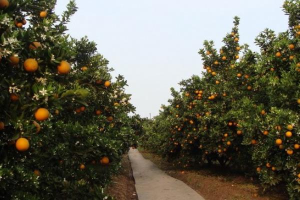 柑桔高產栽培技術