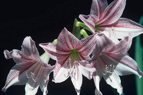 2018種百合花賺錢嗎？百合花種植的利潤與投資成本及前景預測