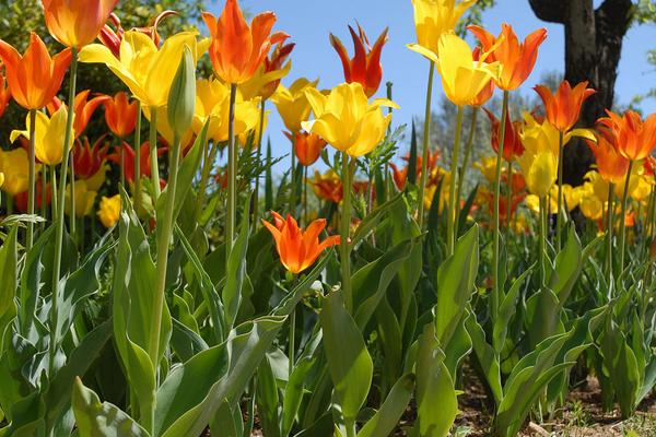 2018種百合花賺錢嗎？百合花種植的利潤與投資成本及前景預測