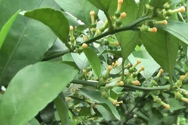 柑桔高產栽培技術