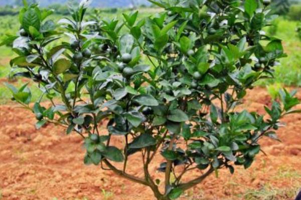 柑桔高產栽培技術