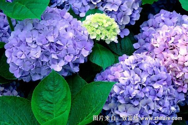 2018種八仙花賺錢嗎？八仙花種植的利潤與投資成本及前景預測