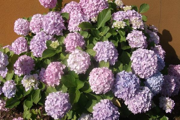 2018種八仙花賺錢嗎？八仙花種植的利潤與投資成本及前景預(yù)測