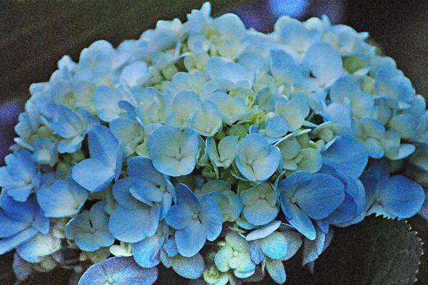 2018種八仙花賺錢嗎？八仙花種植的利潤與投資成本及前景預(yù)測