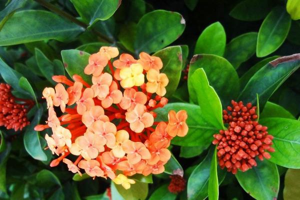 2018種八仙花賺錢嗎？八仙花種植的利潤與投資成本及前景預(yù)測