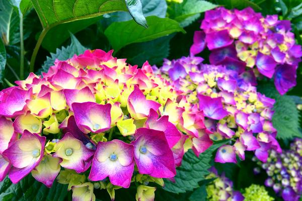 2018種八仙花賺錢嗎？八仙花種植的利潤與投資成本及前景預(yù)測