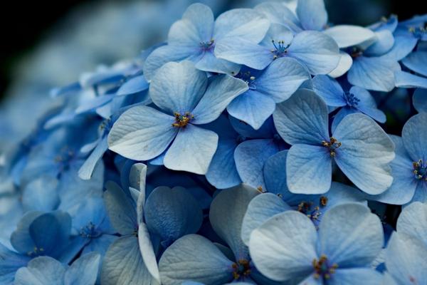 2018種八仙花賺錢嗎？八仙花種植的利潤與投資成本及前景預(yù)測