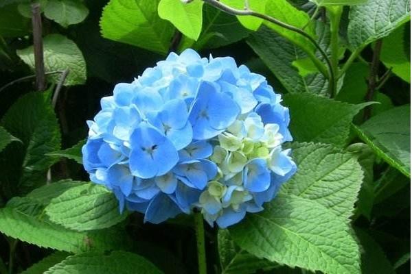 2018種八仙花賺錢嗎？八仙花種植的利潤與投資成本及前景預(yù)測