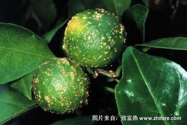 柑桔潰瘍病防治方法