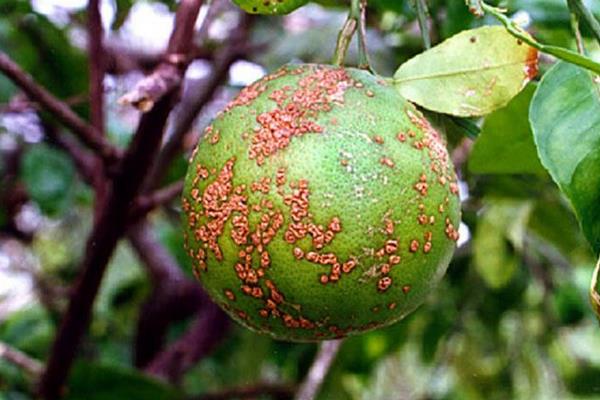 柑桔潰瘍病防治方法