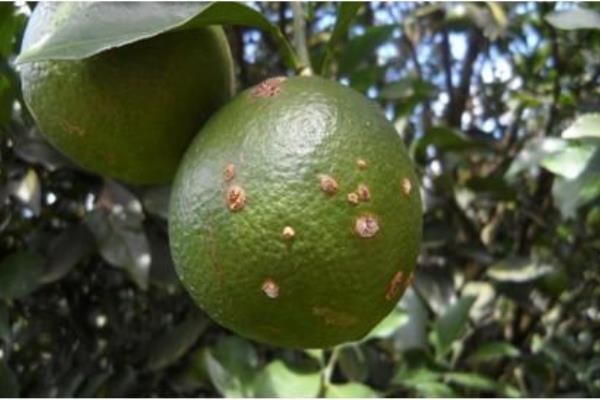 柑桔潰瘍病防治方法