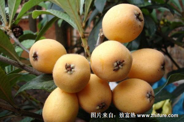 2018種枇杷賺錢嗎？枇杷種植的利潤與投資成本及前景預測