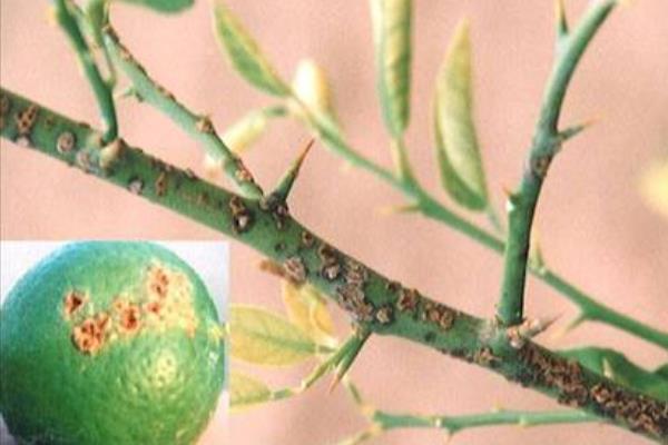 柑桔潰瘍病防治方法