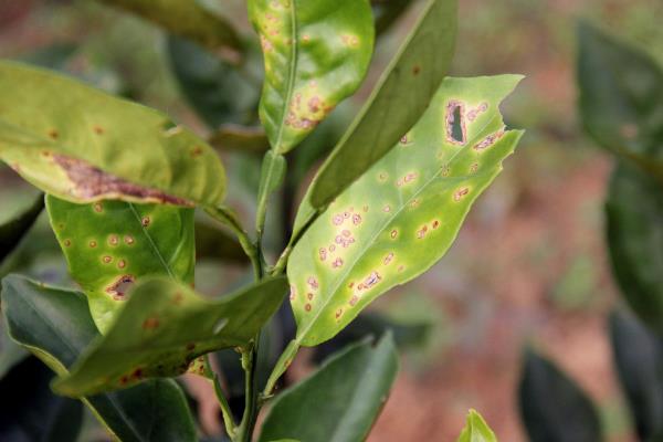 柑桔潰瘍病防治方法