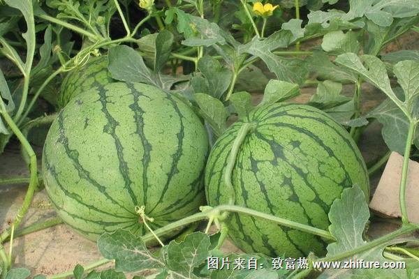 2018種西瓜賺錢嗎？西瓜種植的利潤與投資成本及前景預測