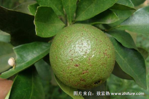 柑桔樹脂病防治方法