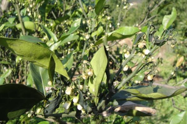 柑桔樹脂病防治方法