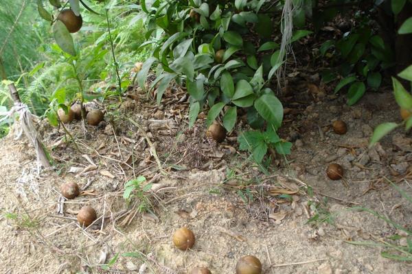 柑桔樹脂病防治方法