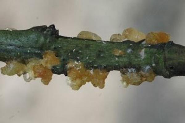 柑桔樹脂病防治方法