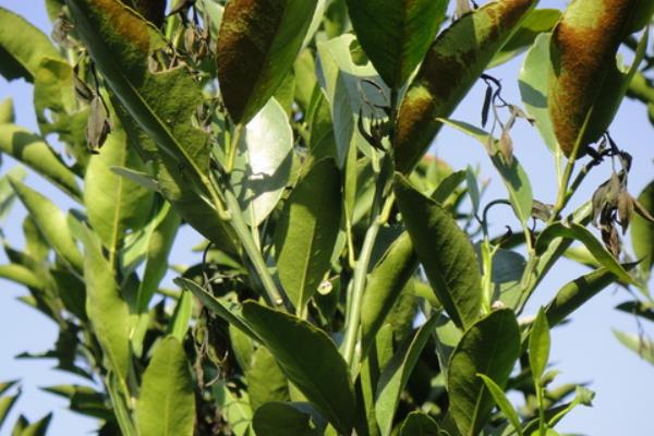 柑桔樹脂病防治方法