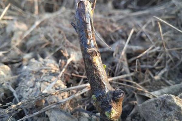 柑桔樹脂病防治方法