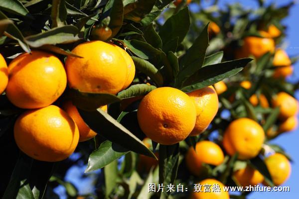 柑桔科學種植技術(shù)