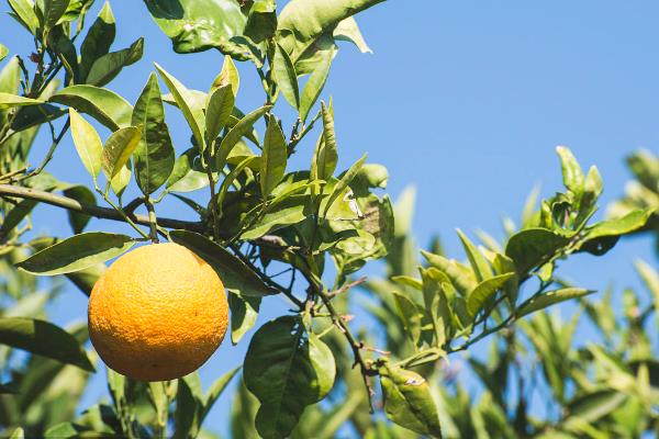 柑桔科學種植技術