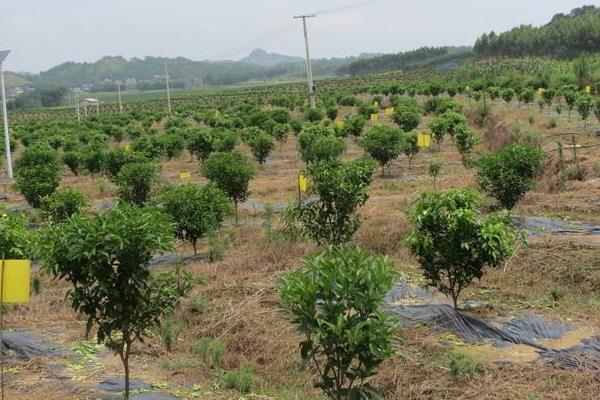 柑桔科學種植技術
