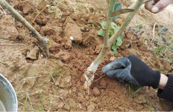 柑桔科學種植技術