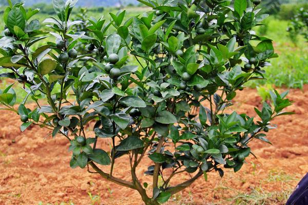 柑桔科學種植技術