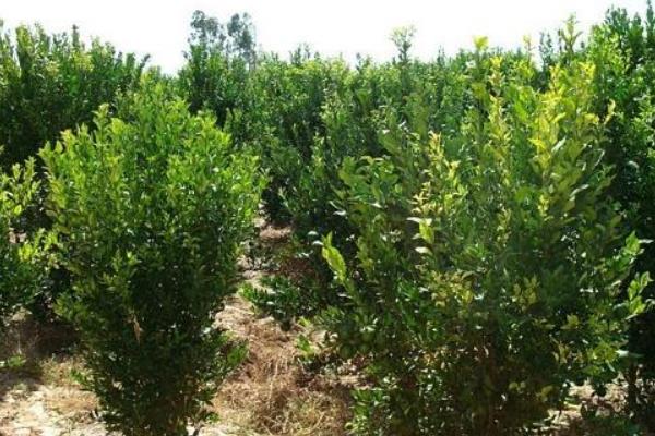 柑桔科學種植技術