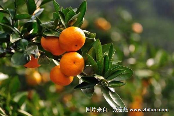 哪個柑橘品種好