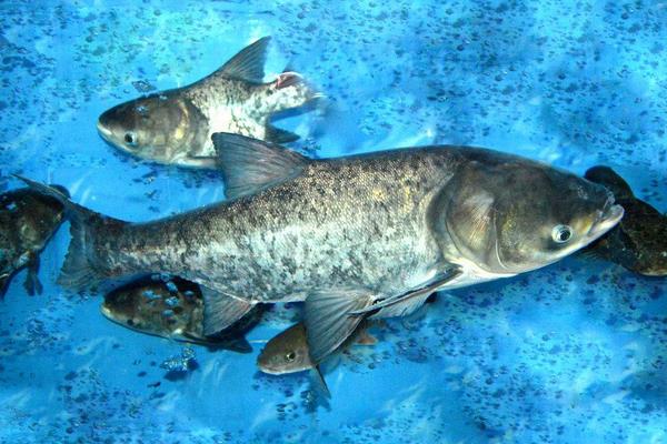 花鰱的配合飼料的要求和投料注意事項