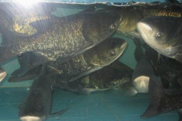 花鰱的配合飼料的要求和投料注意事項