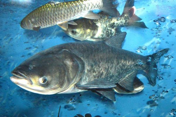 花鰱的配合飼料的要求和投料注意事項