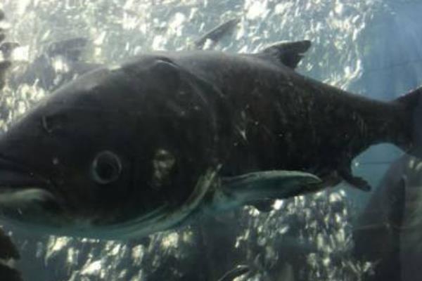 花鰱的配合飼料的要求和投料注意事項