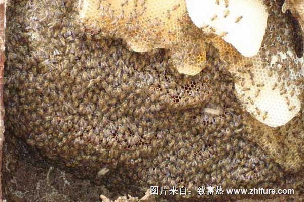 三種人工分蜂方法