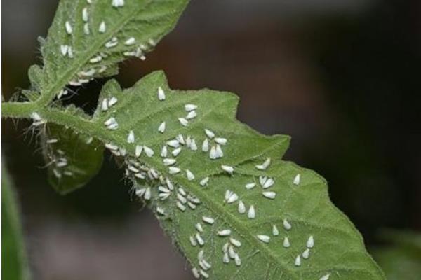 柑桔病蟲害診治方法