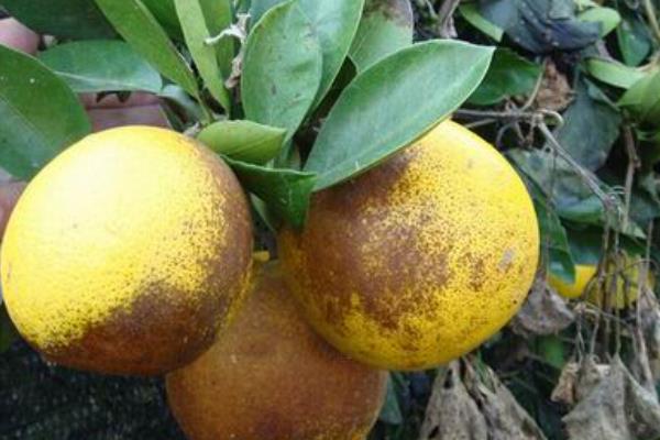 柑桔病蟲害診治方法