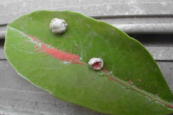 柑桔病蟲害診治方法