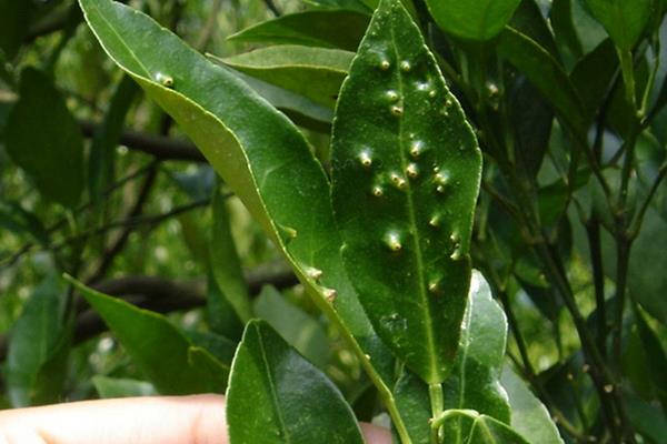 柑桔病蟲害診治方法