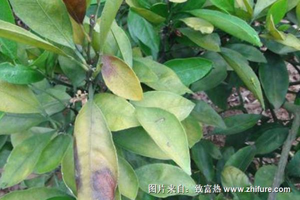 柑桔病蟲害診治方法
