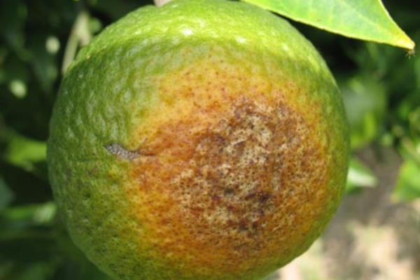 柑桔病蟲害診治方法